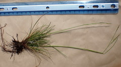 Festuca occidentalis