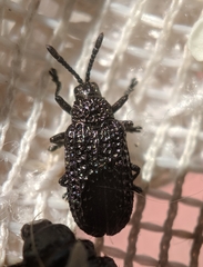 Microrhopala excavata