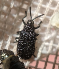 Microrhopala excavata