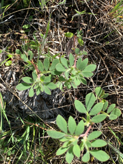 Acmispon denticulatus