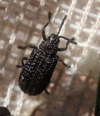 Microrhopala excavata