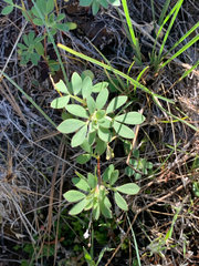 Acmispon denticulatus