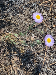 Erigeron poliospermus
