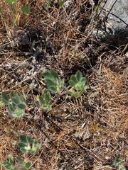 Acmispon denticulatus