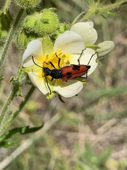 Anastrangalia laetifica