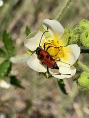 Anastrangalia laetifica