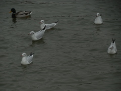 Chroicocephalus ridibundus