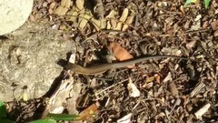 Pholidoscelis chrysolaemus