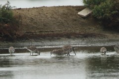 Limnodromus semipalmatus