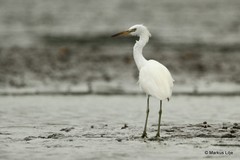 Egretta eulophotes