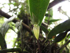 Pleurothallopsis