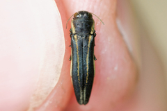 Agrilus bilineatus