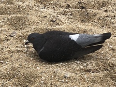 Columba livia domestica