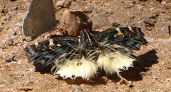 Darpa hanria