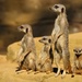 Meerkats - Photo (c) Ronnie Macdonald, some rights reserved (CC BY)
