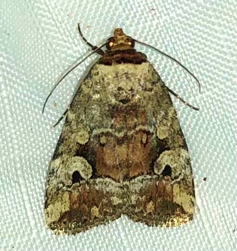 Pale-winged Midget photo 4