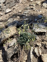 Silene lemmonii