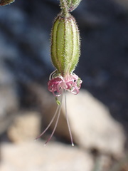Silene lemmonii