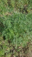 Artemisia sieversiana