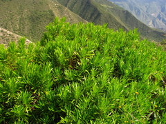 Dyscritothamnus mirandae