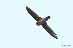 Aerodramus germani