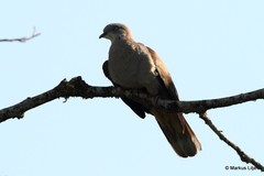 Ducula badia