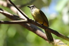 Pycnonotus flavescens