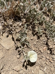 Calystegia malacophylla