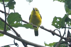 Aegithina lafresnayei