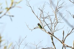 Psilopogon duvaucelii