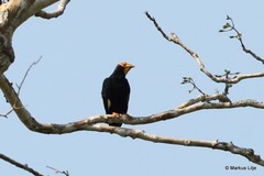 Ampeliceps coronatus