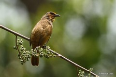 Pycnonotus finlaysoni