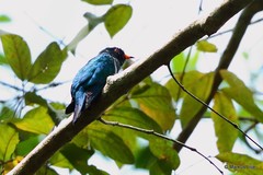 Chrysococcyx maculatus