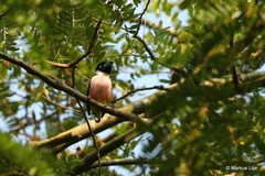 Eurylaimus ochromalus