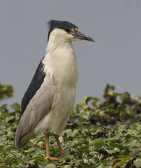 Nycticorax nycticorax