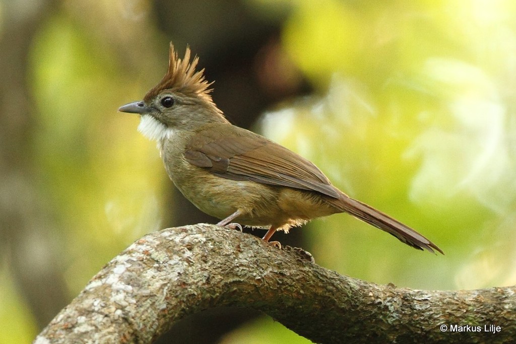 Ochraceous Bulbul (Alophoixus ochraceus) photo