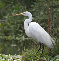 Ardea alba