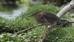 Butorides virescens