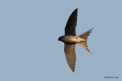 Hemiprocne longipennis