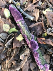 Byssomerulius psittacinus