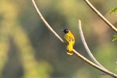 Brachypodius melanocephalos