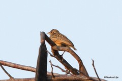 Mirafra erythrocephala