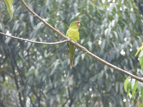 Psittacara wagleri