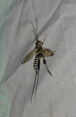 Acaenitinae