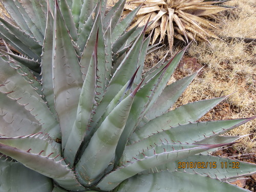 Agave chrysantha