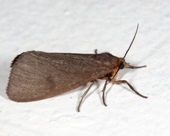 Virbia opella