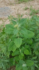 Chenopodium acuminatum