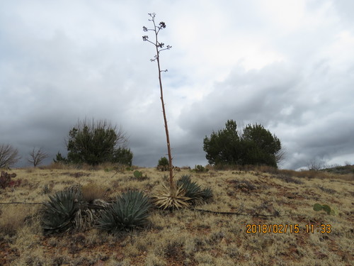 Agave chrysantha