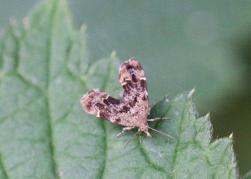 Common Nettle-tap, 6681 Bemmel, Nederland, photo 7 of 10