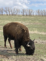 Bison